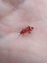 Haemobaphus concinnus