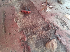 Haemobaphus concinnus