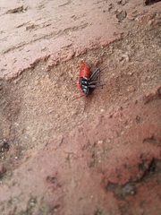 Haemobaphus concinnus