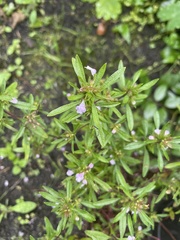 Satureja hortensis