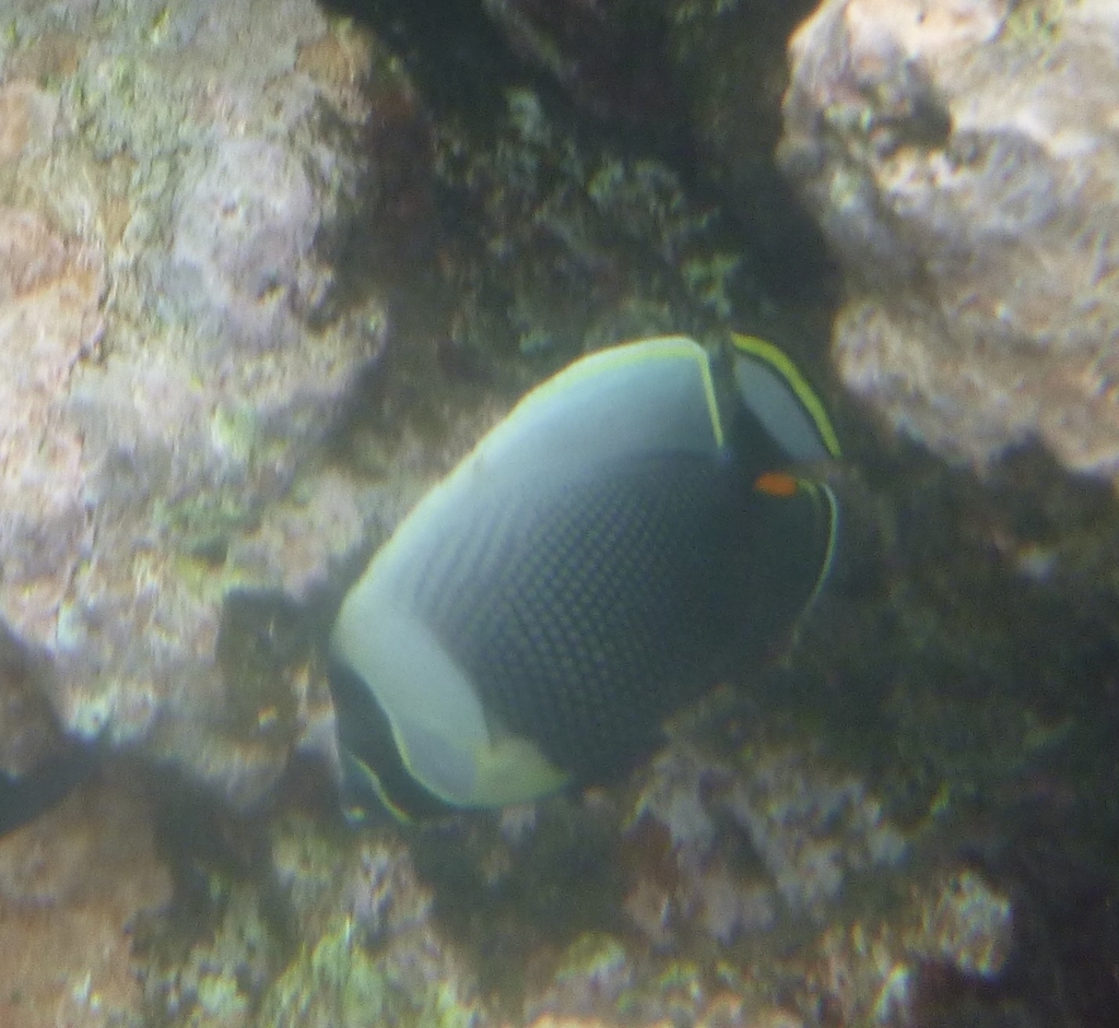 Black Butterflyfish