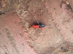 Haemobaphus concinnus