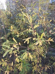 Salix udensis
