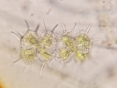 Xanthidium antilopaeum