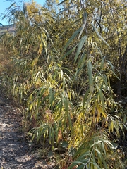 Salix schwerinii