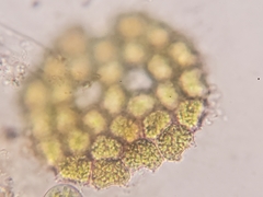 Pseudopediastrum integrum