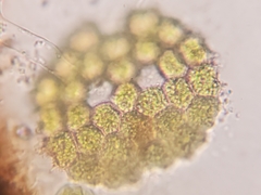 Pseudopediastrum integrum