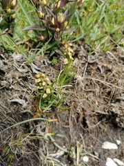 Chamorchis alpina