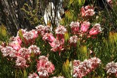 Serruria rosea