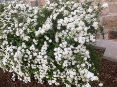 Magnoliopsida