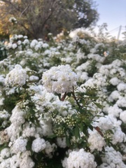 Magnoliopsida