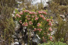 Serruria rosea