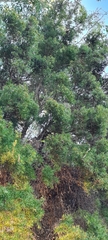 Melaleuca nodosa