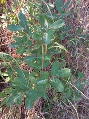 Lonicera caerulea edulis