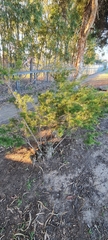 Melaleuca nodosa