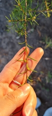 Melaleuca nodosa