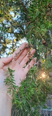Melaleuca nodosa