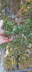 Melaleuca nodosa