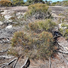 Allocasuarina distyla