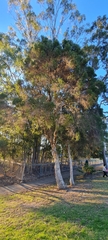 Melaleuca nodosa