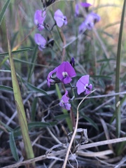 Glycine rubiginosa