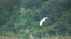 Ardea intermedia brachyrhyncha