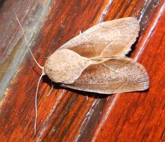 Westermannia convergens