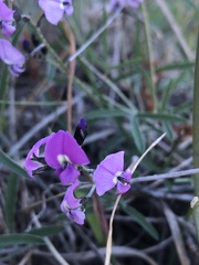 Glycine rubiginosa