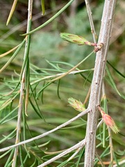 Melaleuca armillaris armillaris