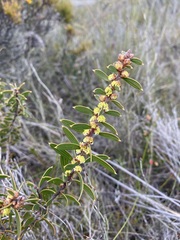 Hakea repullulans