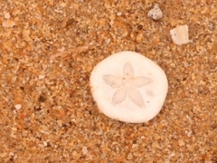Jacksonaster depressum