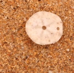 Jacksonaster depressum