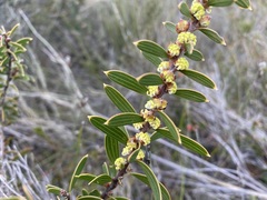 Hakea repullulans