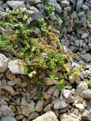 Galium megalospermum