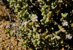 Eberlanzia ebracteata