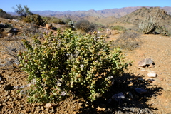 Eberlanzia ebracteata