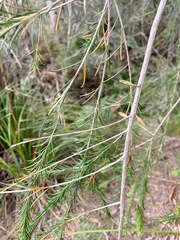 Melaleuca armillaris armillaris
