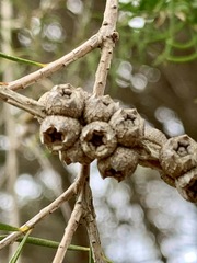 Melaleuca armillaris armillaris