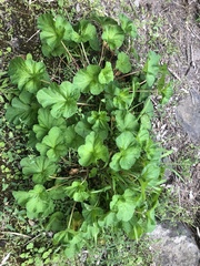 Pelargonium australe