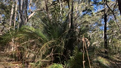 Macrozamia douglasii