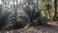 Macrozamia douglasii