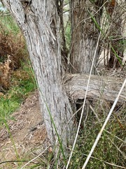 Melaleuca armillaris armillaris