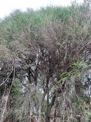 Melaleuca armillaris armillaris