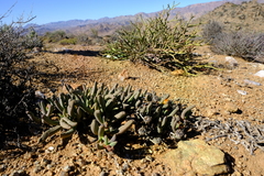 Cephalophyllum numeesense
