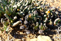 Cephalophyllum numeesense