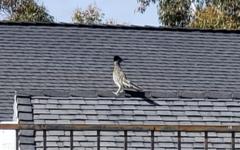 Geococcyx californianus