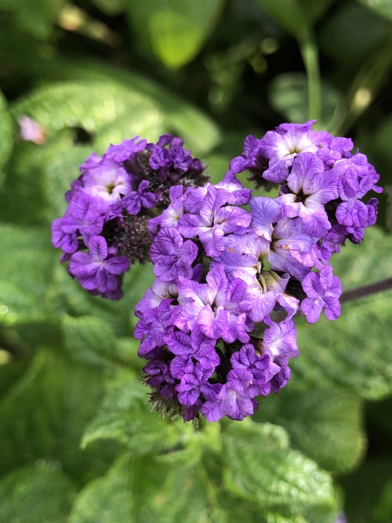 Heliotropium arborescens