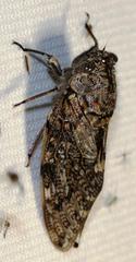 Platypleura techowi
