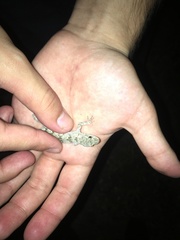 Mediodactylus danilewskii