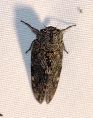 Platypleura techowi